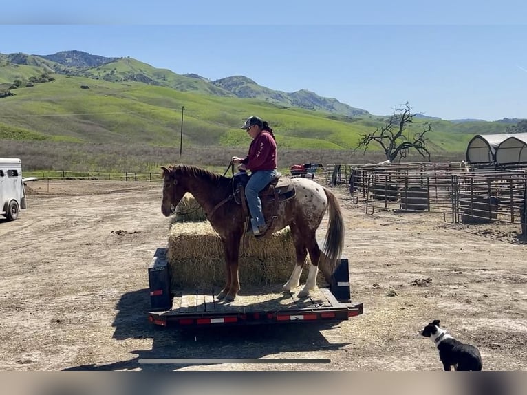 Appaloosa Caballo castrado 12 años Alazán-tostado in Paicines CA