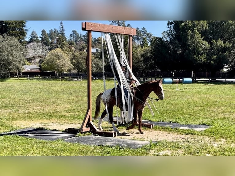 Appaloosa Caballo castrado 12 años Alazán-tostado in Paicines CA