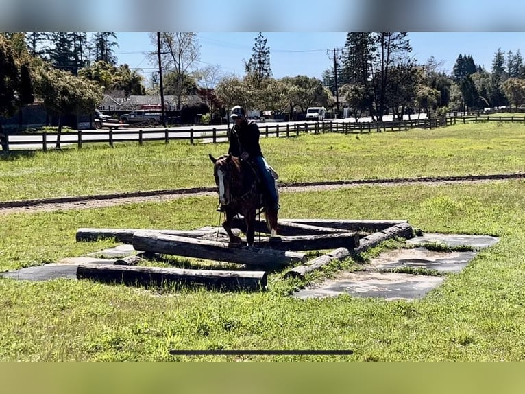 Appaloosa Caballo castrado 12 años Alazán-tostado in Paicines CA