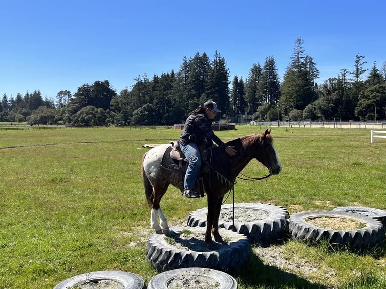 Appaloosa Caballo castrado 12 años Alazán-tostado in Paicines CA