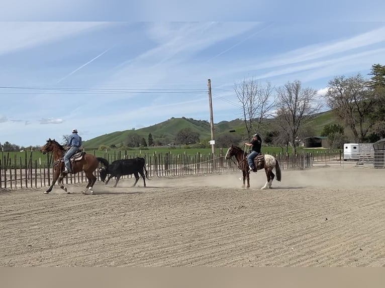 Appaloosa Caballo castrado 12 años Alazán-tostado in Paicines CA