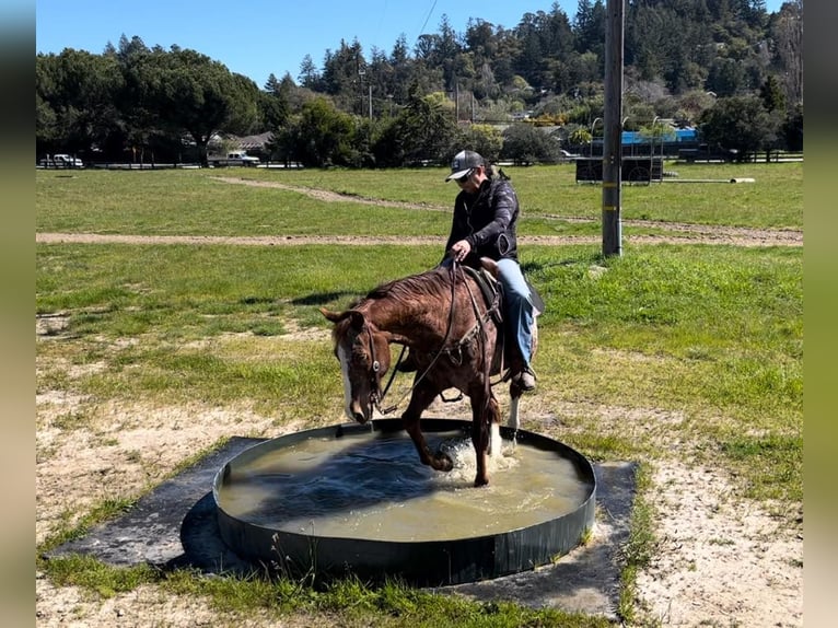 Appaloosa Caballo castrado 12 años Alazán-tostado in Paicines CA