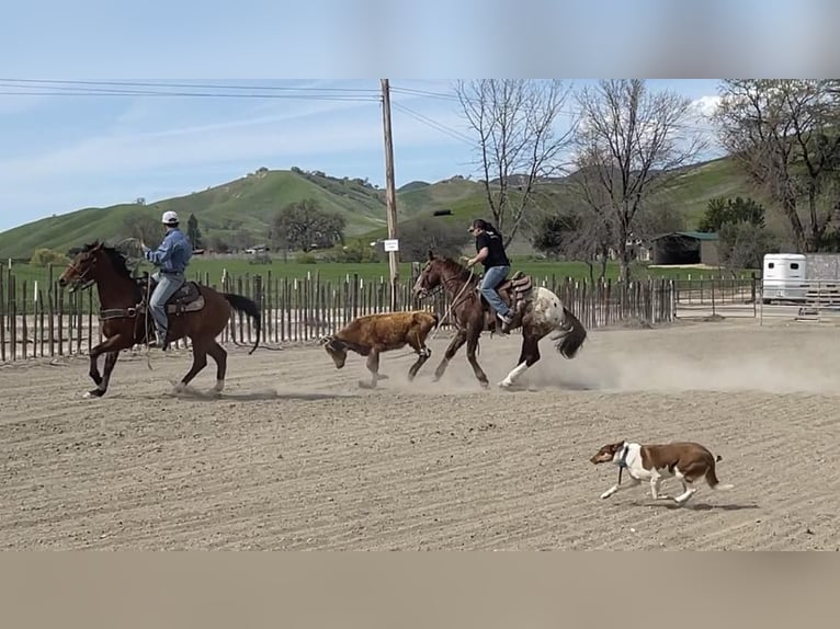 Appaloosa Caballo castrado 12 años Alazán-tostado in Paicines CA