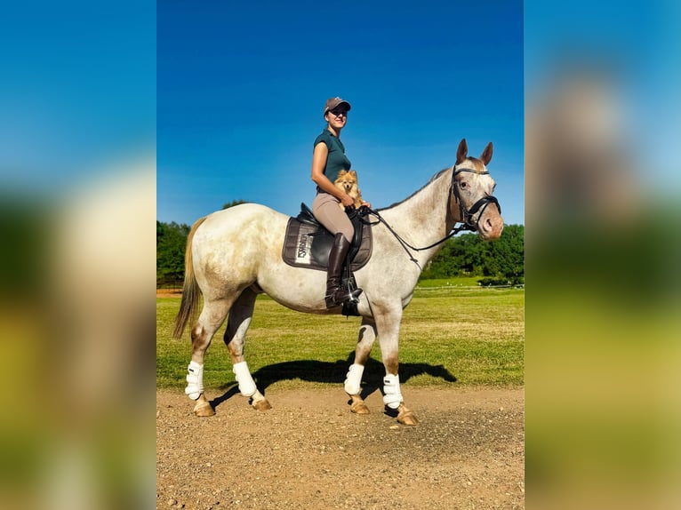 Appaloosa Caballo castrado 12 años Ruano alazán in Texarkana TX