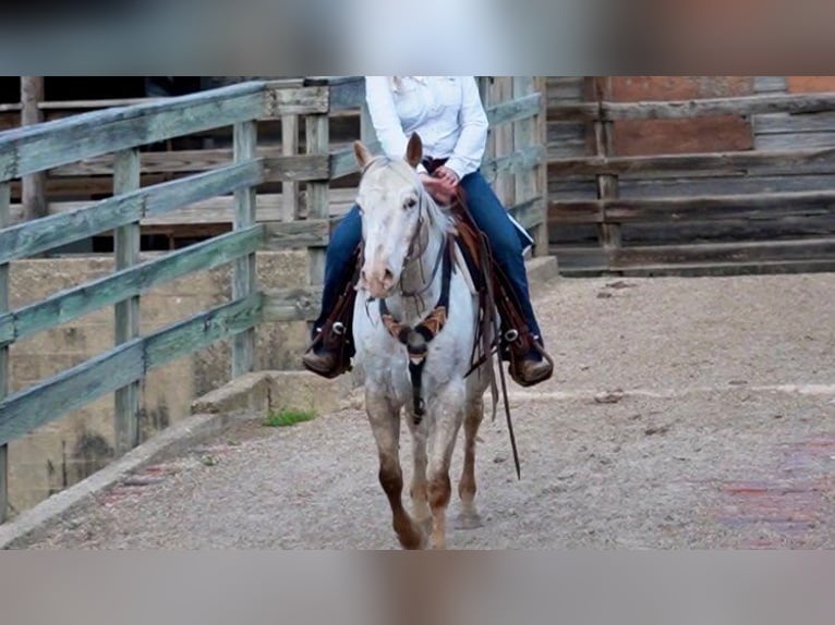 Appaloosa Caballo castrado 12 años White/Blanco in weatherford TX