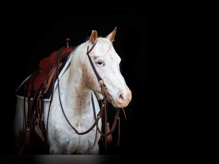 Appaloosa Caballo castrado 12 años White/Blanco in weatherford TX