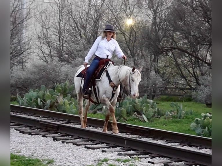 Appaloosa Caballo castrado 12 años White/Blanco in weatherford TX