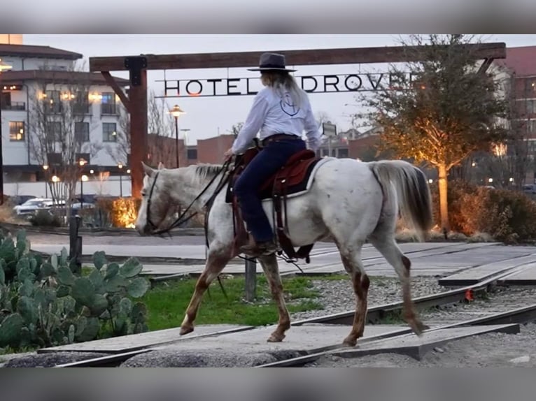 Appaloosa Caballo castrado 12 años White/Blanco in weatherford TX