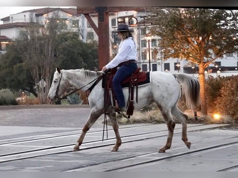 Appaloosa Caballo castrado 12 años White/Blanco in weatherford TX