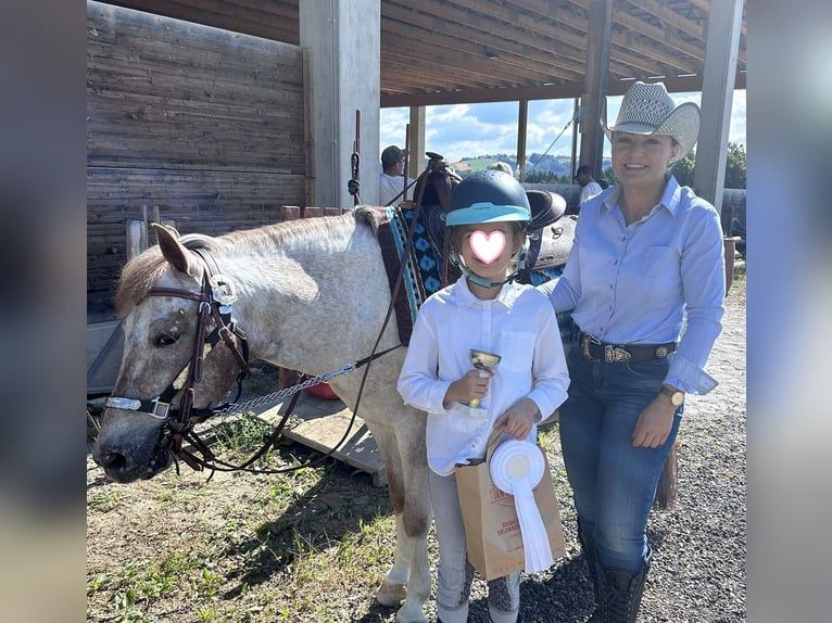 Appaloosa Mestizo Caballo castrado 13 años 130 cm Musgo marrón in Ottendorf
