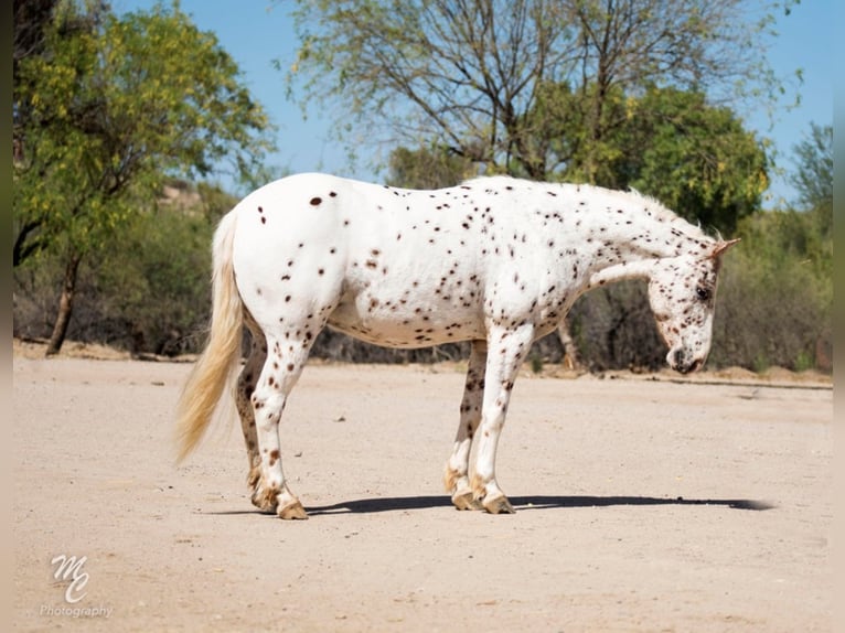 Appaloosa Caballo castrado 13 años 130 cm Ruano alazán in Wickenburg, AZ