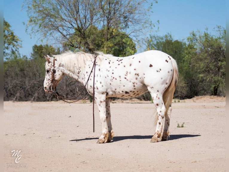 Appaloosa Caballo castrado 13 años 130 cm Ruano alazán in Wickenburg, AZ