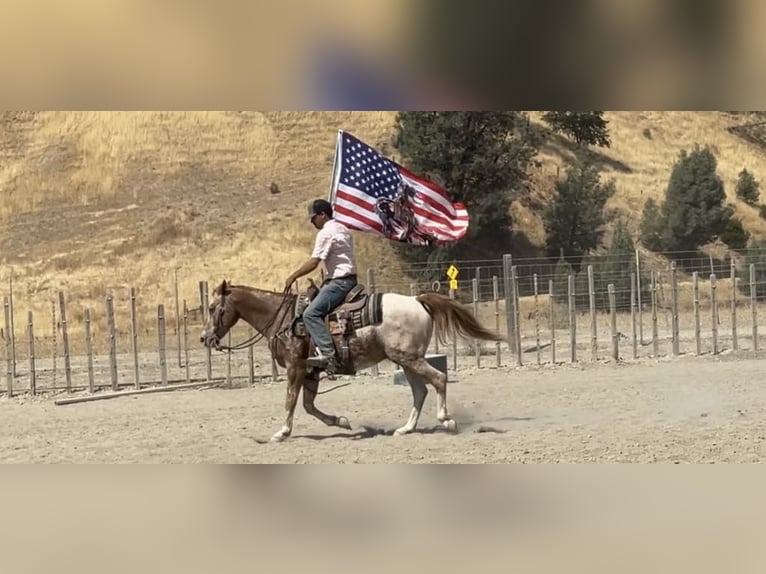 Appaloosa Caballo castrado 13 años 142 cm Alazán-tostado in Paicines CA