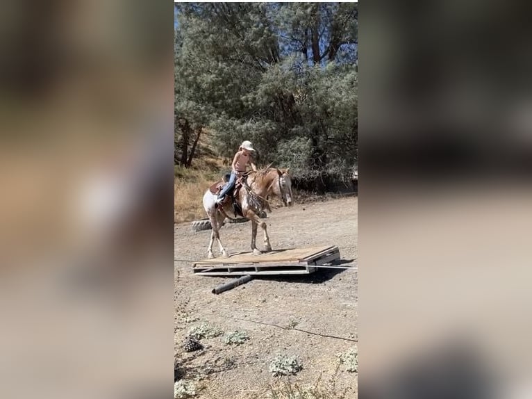 Appaloosa Caballo castrado 13 años 142 cm Alazán-tostado in Paicines CA