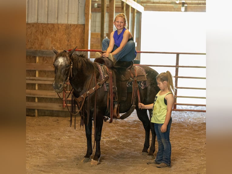 Appaloosa Caballo castrado 13 años 142 cm Negro in Ewing KY