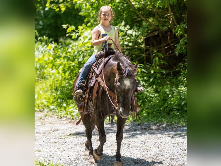 Appaloosa Caballo castrado 13 años 142 cm Negro in Ewing KY