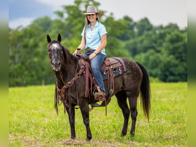 Appaloosa Caballo castrado 13 años 142 cm Negro in Ewing KY