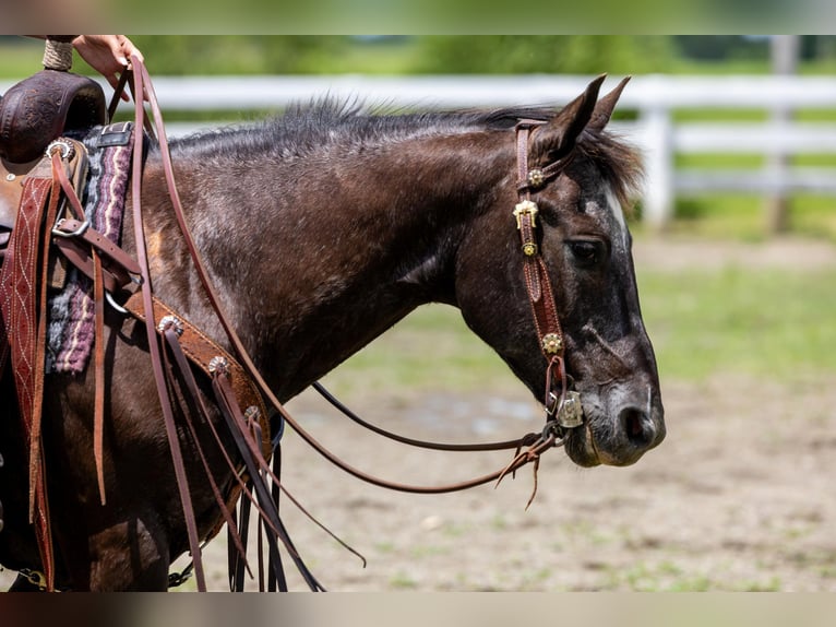 Appaloosa Caballo castrado 13 años 142 cm Negro in Ewing KY