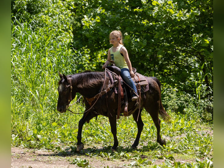 Appaloosa Caballo castrado 13 años 142 cm Negro in Ewing KY