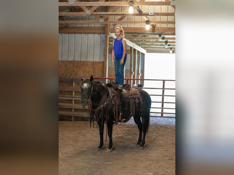 Appaloosa Caballo castrado 13 años 142 cm Negro in Ewing KY