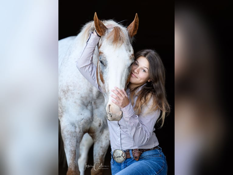 Appaloosa Caballo castrado 13 años 147 cm Alazán rojizo in Cynthiana KY