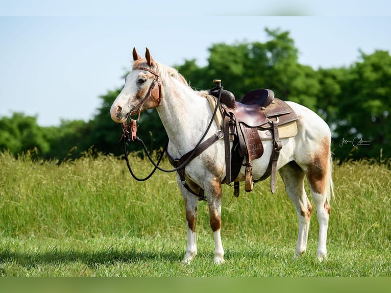 Appaloosa Caballo castrado 13 años 147 cm Alazán rojizo in Cynthiana KY