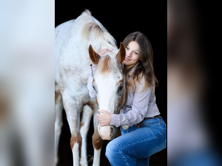 Appaloosa Caballo castrado 13 años 147 cm Alazán rojizo in Cynthiana KY