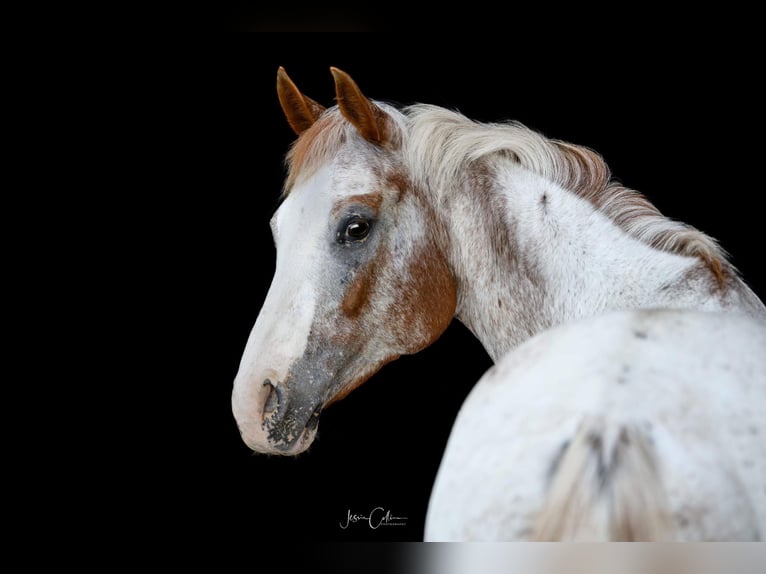 Appaloosa Caballo castrado 13 años 147 cm Alazán rojizo in Cynthiana KY