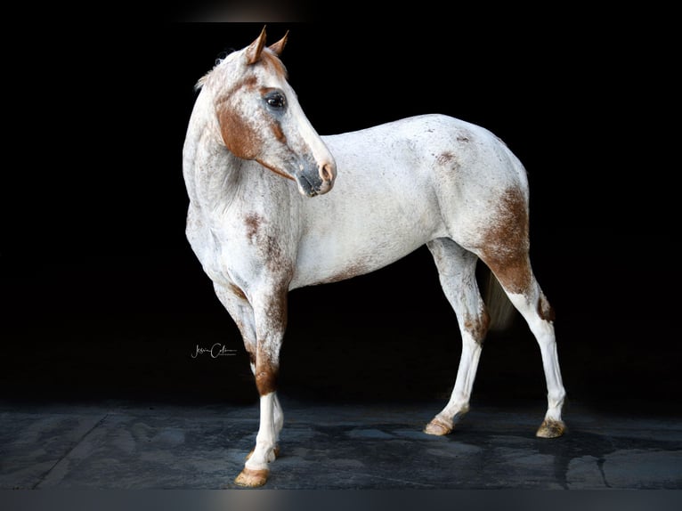 Appaloosa Caballo castrado 13 años 147 cm Alazán rojizo in Cynthiana KY