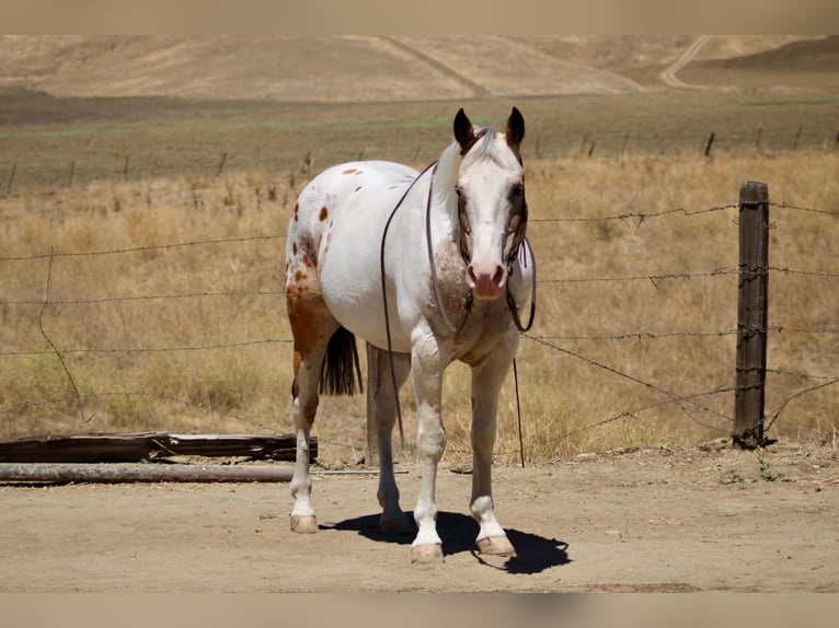 Appaloosa Caballo castrado 13 años 150 cm Buckskin/Bayo in King City
