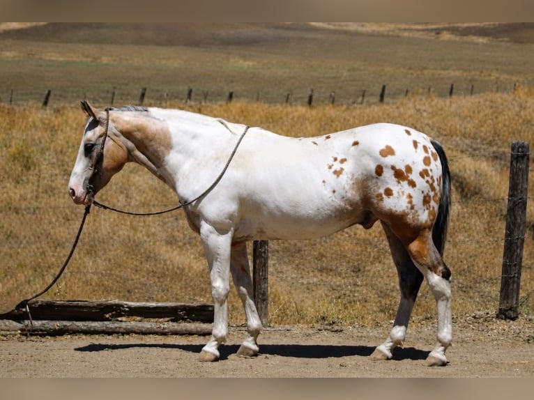Appaloosa Caballo castrado 13 años 150 cm Buckskin/Bayo in King City