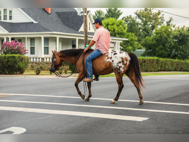 Appaloosa Caballo castrado 13 años 150 cm in Somerset, KY