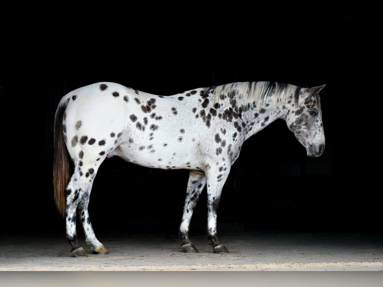 Appaloosa Caballo castrado 13 años 152 cm Atigrado/Moteado in Rebersburg