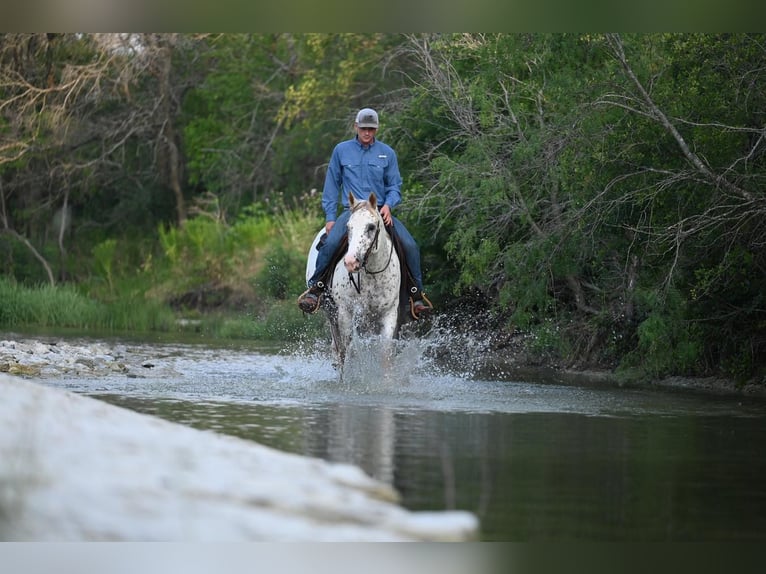 Appaloosa Caballo castrado 13 años 152 cm White/Blanco in Waco, TX