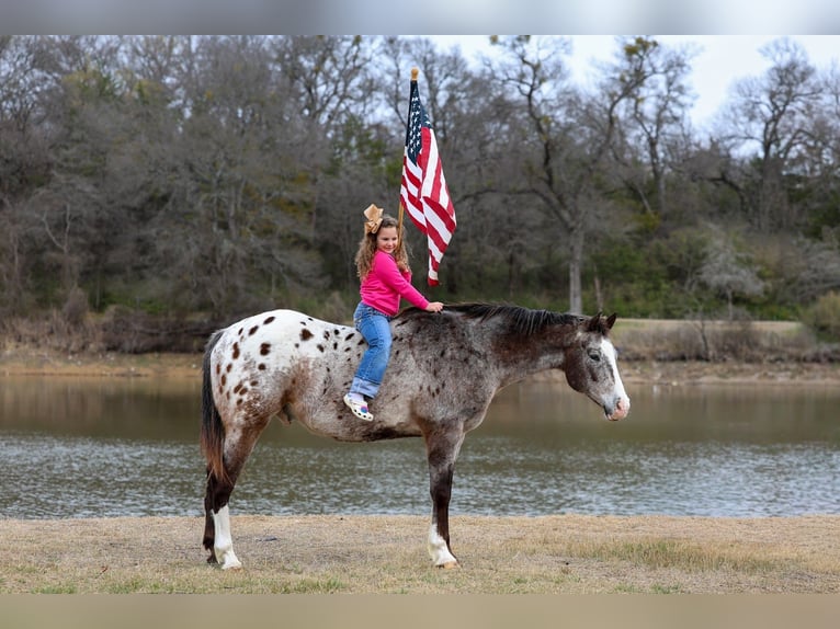 Appaloosa Caballo castrado 13 años 155 cm Alazán-tostado in Forney