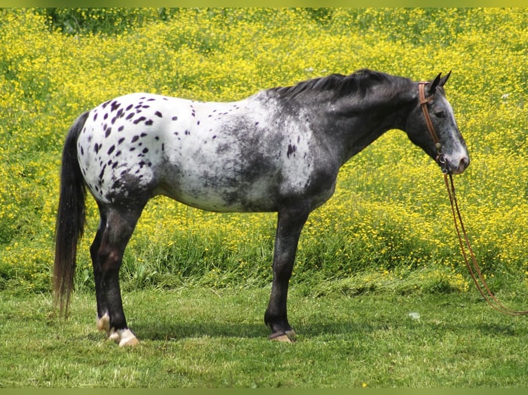 Appaloosa Caballo castrado 13 años 155 cm Castaño rojizo in Whitley City Ky