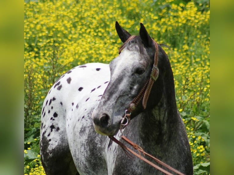 Appaloosa Caballo castrado 13 años 155 cm Castaño rojizo in Whitley City Ky