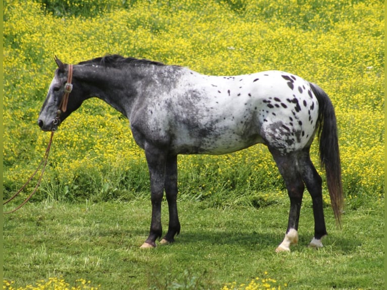 Appaloosa Caballo castrado 13 años 155 cm Castaño rojizo in Whitley City Ky