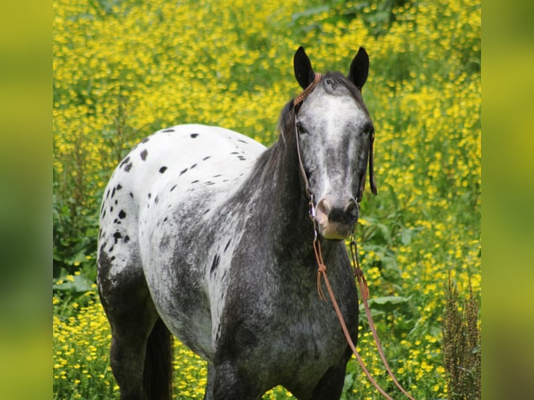 Appaloosa Caballo castrado 13 años 155 cm Castaño rojizo in Whitley City Ky