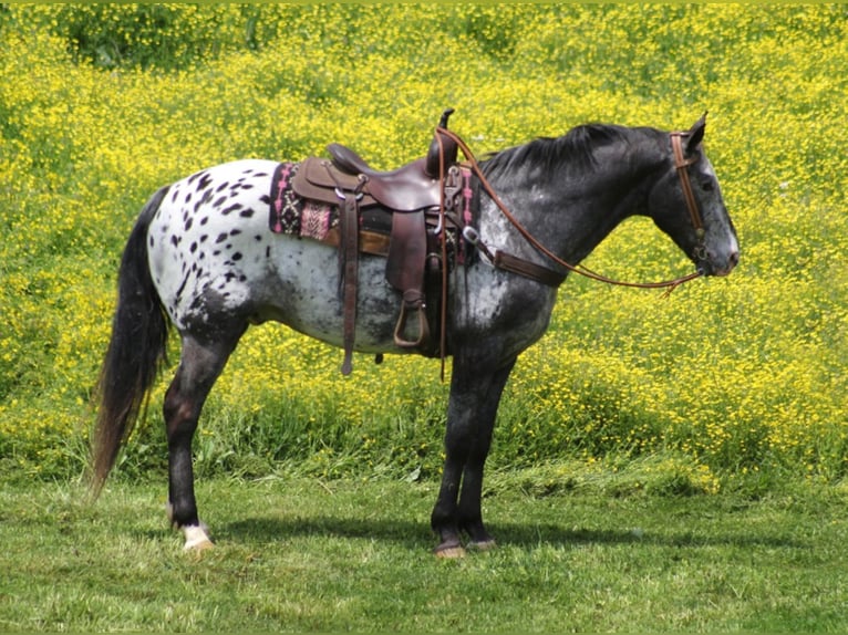 Appaloosa Caballo castrado 13 años 155 cm Castaño rojizo in Whitley City Ky