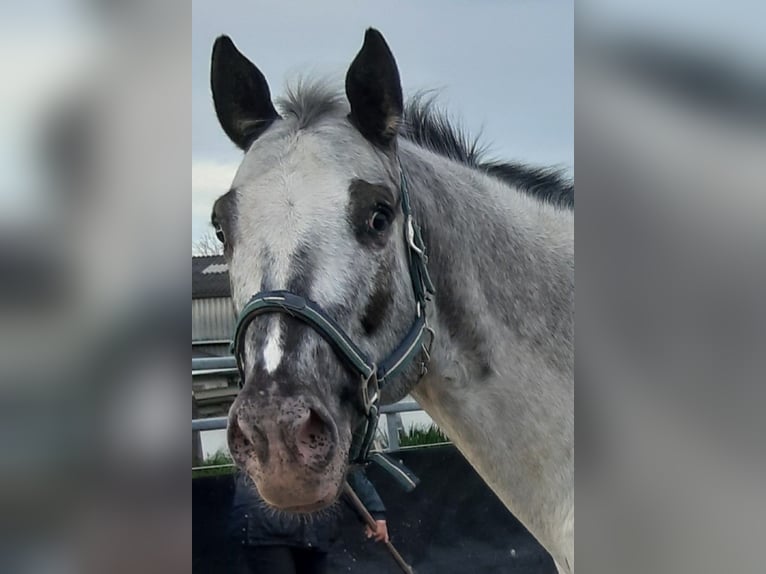 Appaloosa Caballo castrado 13 años 158 cm  in Stuttgart