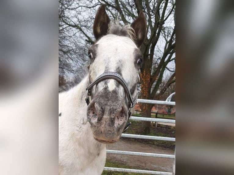Appaloosa Caballo castrado 13 años 158 cm  in Stuttgart