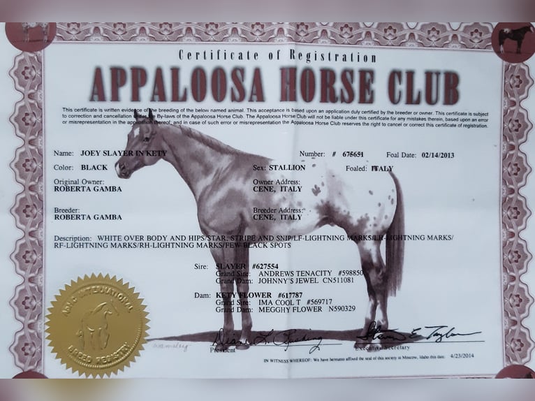 Appaloosa Caballo castrado 13 años 158 cm  in Stuttgart