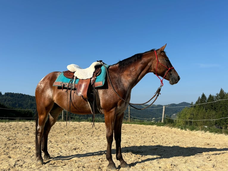 Appaloosa Caballo castrado 13 años 158 cm Castaño in Ober Sankt Thomas