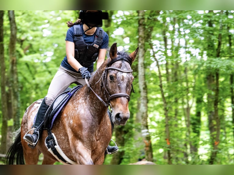Appaloosa Mestizo Caballo castrado 13 años 160 cm Atigrado/Moteado in Kronberg im Taunus