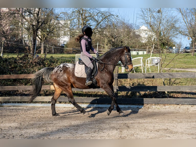 Appaloosa Mestizo Caballo castrado 13 años 160 cm Atigrado/Moteado in Kronberg im Taunus