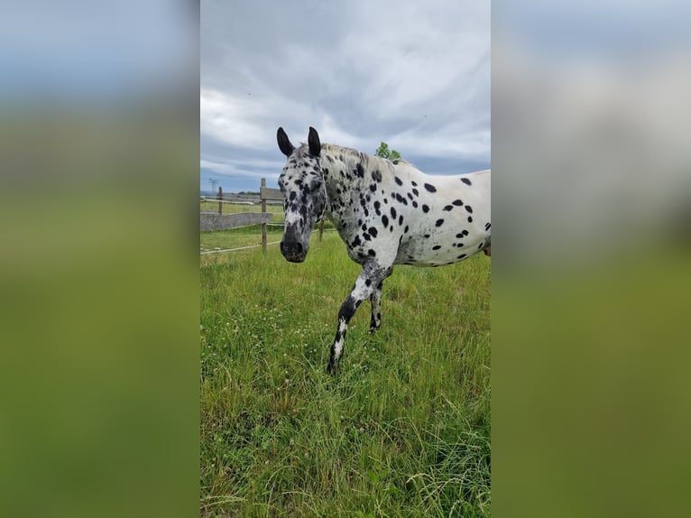 Appaloosa Caballo castrado 13 años 163 cm Atigrado/Moteado in Limbach