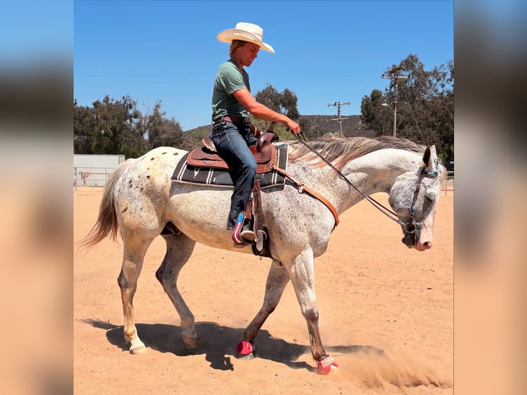 Appaloosa Caballo castrado 13 años 163 cm Atigrado/Moteado in Bonita