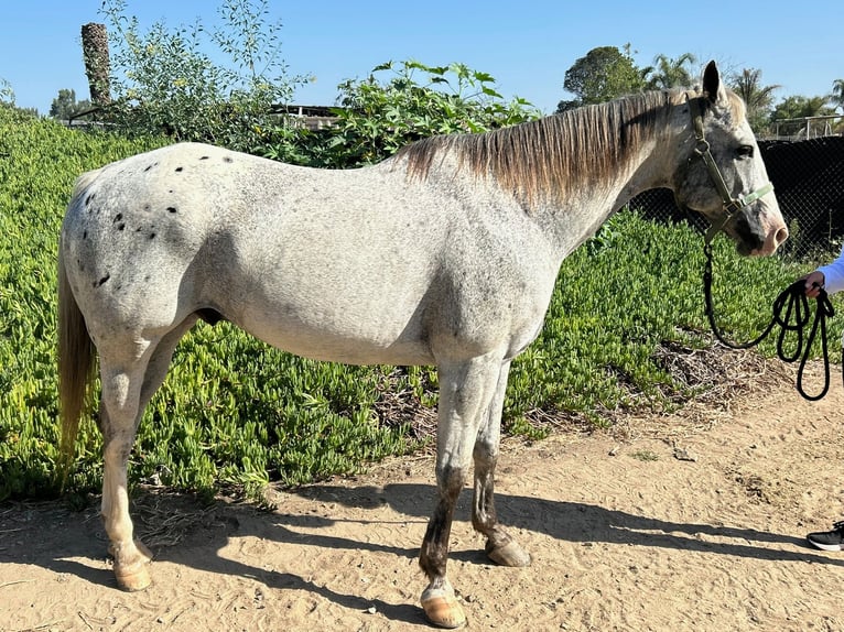 Appaloosa Caballo castrado 13 años 163 cm Atigrado/Moteado in Bonita