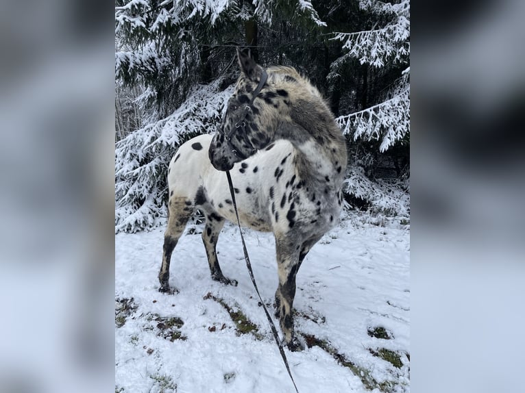 Appaloosa Caballo castrado 13 años 165 cm Atigrado/Moteado in Netzschkau